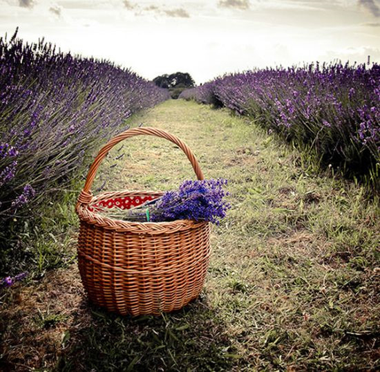 Vùng Provence (Pháp) được mệnh danh là xứ sở hoa oải hương