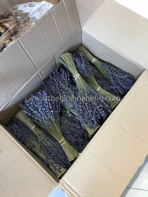Hoa lavender khô Pháp HCM