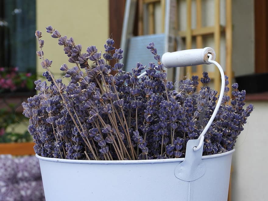 Hướng dẫn bảo quản hoa oải hương - Lavender khô