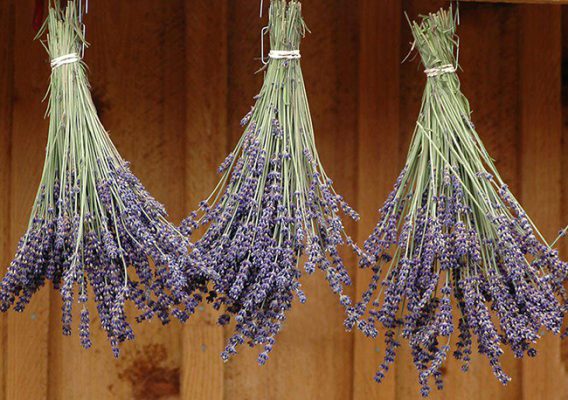 Hướng dẫn bảo quản hoa oải hương - Lavender khô