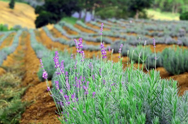 Vườn hoa Oải Hương (lavender) đà lạt 2018