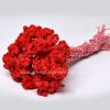 Hoa cúc trường sinh đỏ - Helichrysum Immortelle