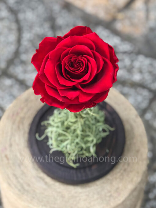 Hoa hồng đỏ vĩnh cửu My Everything - RED02