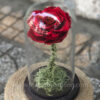 Hoa hồng đỏ vĩnh cửu My Everything - RED02