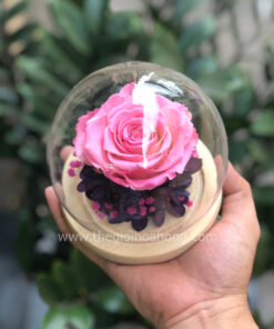Glass Dome hoa hồng vĩnh cửu - Sweet Pink
