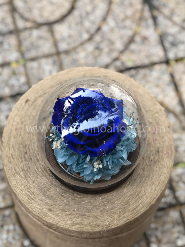 Hoa hồng xanh Sweet – BLU03