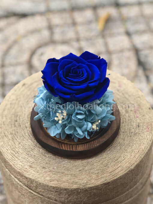 Hoa hồng xanh Sweet – BLU03