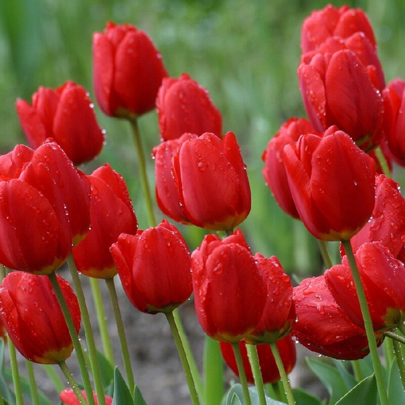 Hoa Tulip: Ý nghĩa và biểu tượng