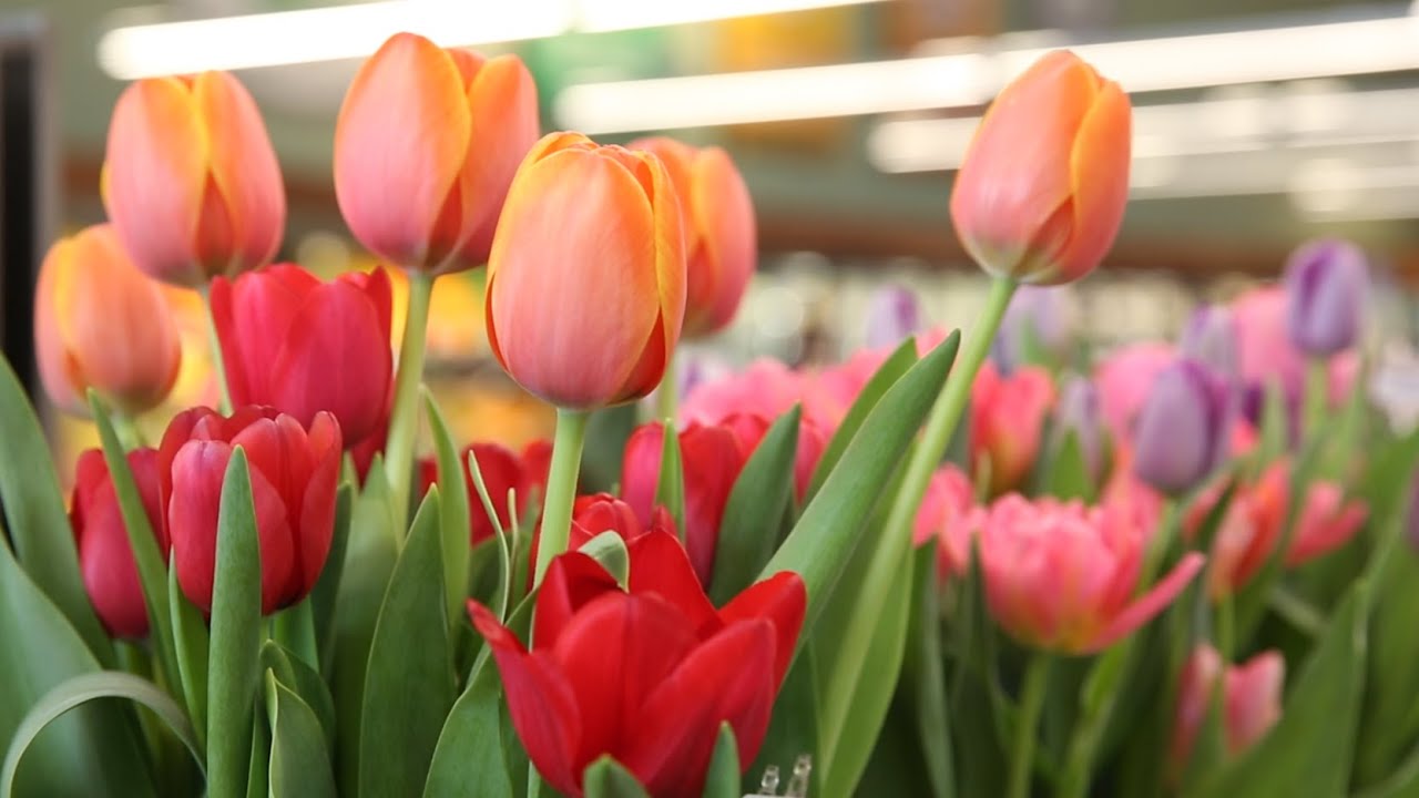 Hoa Tulip: Ý nghĩa và biểu tượng