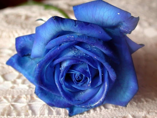 Nguồn gốc Hoa hồng xanh