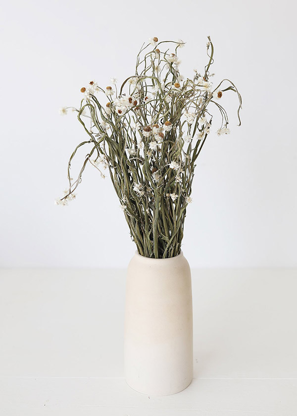 Hoa cúc ammobium khô