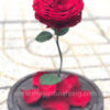 Hoa hồng vĩnh cửu My Queen - RED01