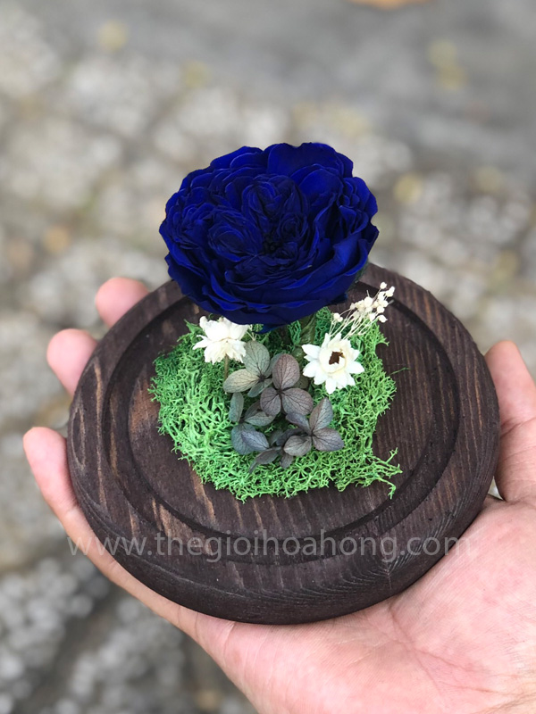 Hoa hồng xanh A Little Love - BLU03