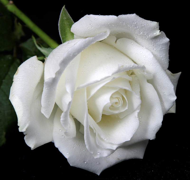 Ý nghĩa của hoa hồng trắng
