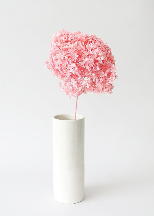 Hoa cẩm tú cầu màu hồng bảo quản - Pink Preserved Hydrangea