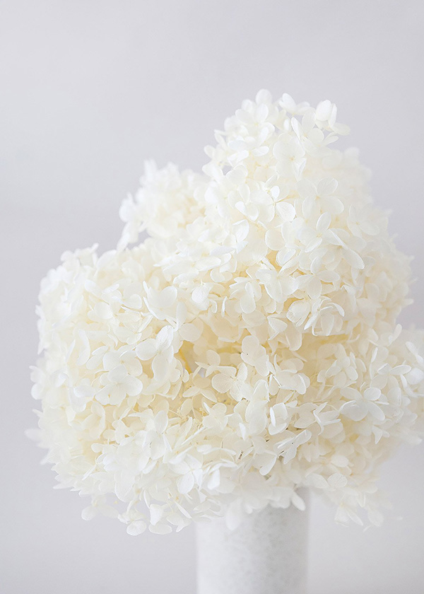 Hoa cẩm tú cầu trắng bảo quản – White Preserved Hydrangea