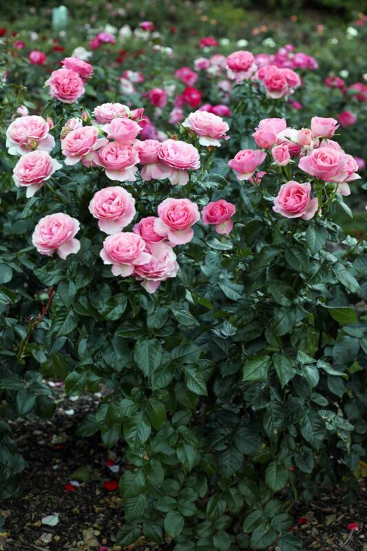 Các loại hoa hồng tốt nhất cho khu vườn nhà bạn