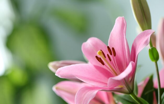 Ý nghĩa hoa lily