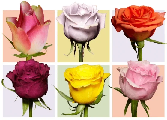 Bạn là hoa hồng nào?
